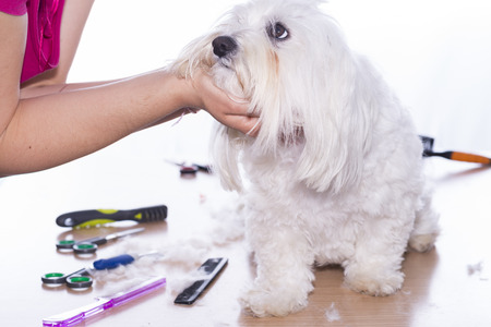 Cutting maltese bichon hair.の写真素材