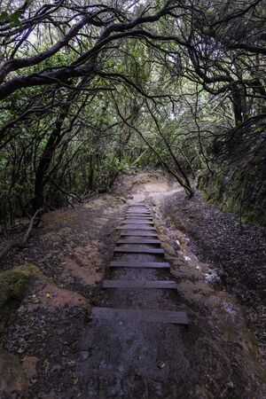 Camino de los Sentidos, famous hiking trail in Anaga (Tenerife, Canary Islands - Spain).