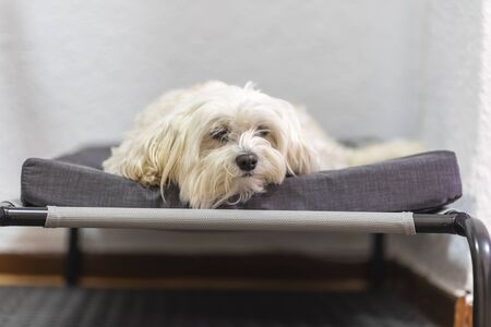 Maltese bichon in her crib.の写真素材