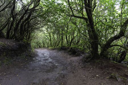 Hiking trail in Anaga massif (Tenerife, Canary Islands - Spain).の写真素材