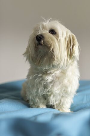 Maltese bichon.