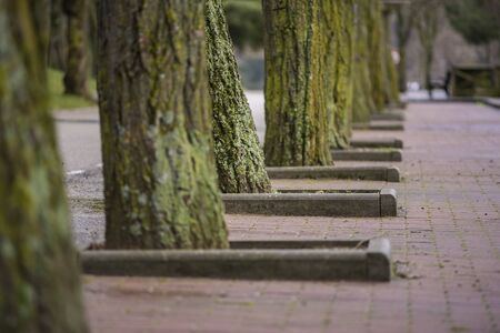 Tree trunks in a row.