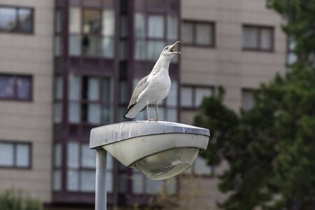 Seagull on a lamppost.の写真素材