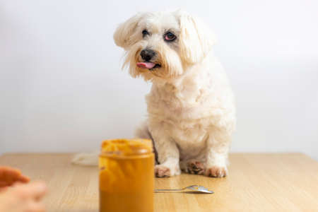 Maltese Bichon eating peanut butter.の写真素材