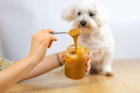 Maltese Bichon eating peanut butter.の写真素材