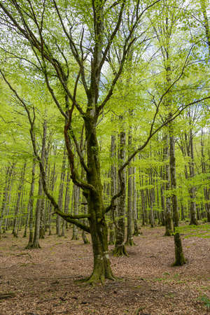 Beech forest in Urbasa Natural Park (Navarra, Spain).の写真素材