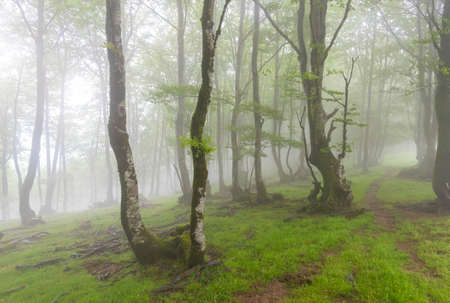 Forest in Navarra, Spain.の写真素材
