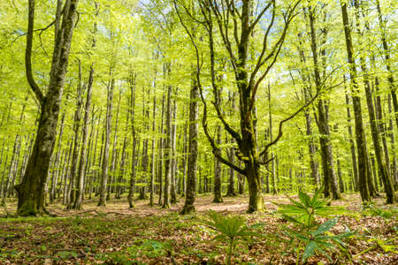 Best forest in Urbasa Natural park (Navarra, Spain).の写真素材