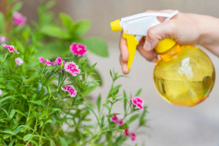 Watering a flowered plant.