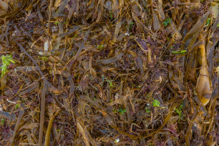 Seaweed texture.の写真素材