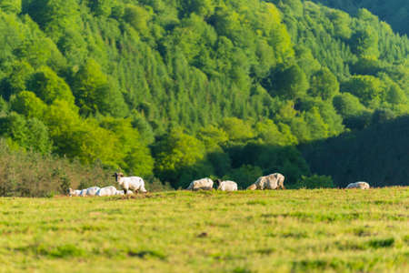 Sheep in a meadow.