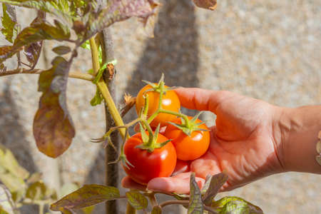 Picking tomatoes from the garden.