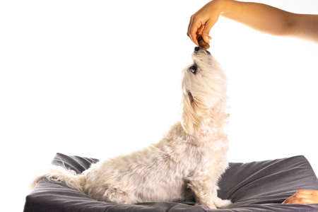 暴飲暴食の写真 イラスト素材一覧 13 612件 ストックフォトのamanaimages Plus