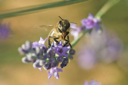 Selective focus close-up of a honeybee perched on a purple flower. Horizontal shot. 