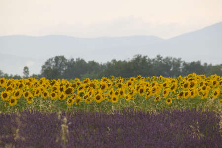 Fields of sunflowers and lavender sit next to each other, with trees and hills in the background. Horizontal shot.の写真素材