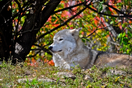 Gray Wolf  Canis Lupus  Lying on Grassy Hill in Front of Bright Trees 