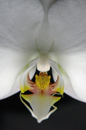 Close up of white orchidの写真素材
