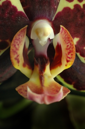 Maroon Orchidの写真素材