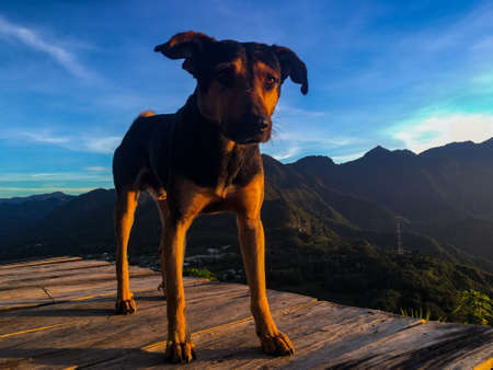 Majestic black and brown dog stood on a platform in the mountains around Lake Atitlan, Guatemalaの写真素材