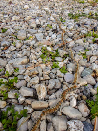 Pine Processionary Caterpillars (Thaumetopoea pityocampa) in Greece