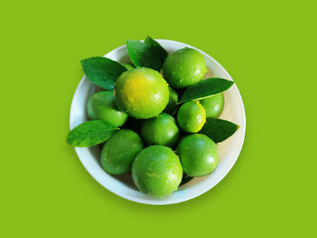 Juicy Lemons on Plant | Terrace Gardening | Home Grown Lemons | Lemon Plant on Big Container with Juicy Lemonsの写真素材