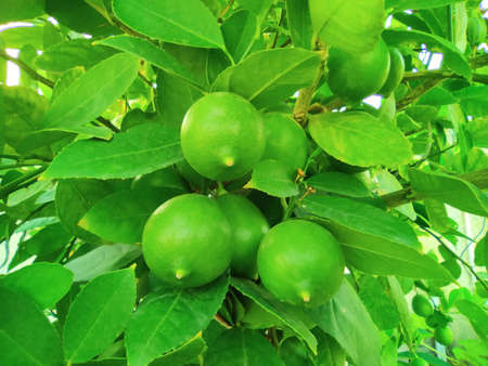 Juicy Lemons on Plant | Terrace Gardening | Home Grown Lemons | Lemon Plant on Big Container with Juicy Lemonsの写真素材