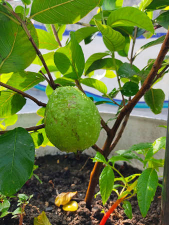 Guava Grafted Plant in a Big Container with Guava Fruit
