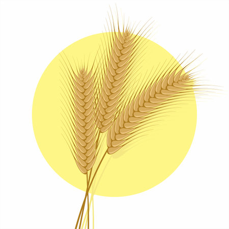Vector of Dried Wheat Ear Spikelets with Grains. Realistic Wheat Bunch on White Background. Editable Illustration.のイラスト素材