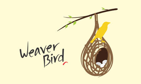 Vector of Weaver Bird (Weaver Finches) Sitting Over Her Nest. Inside Lie Three White Eggs. Editable Illustration. Sketch of Hanging Nest.のイラスト素材