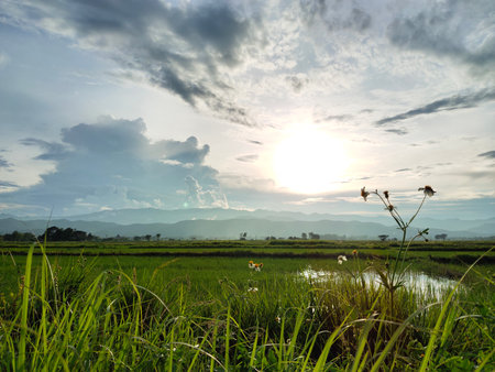Captivating landscape showcasing lush rice fields beneath a vibrant sunset with mountains in the background, evoking a sense of tranquility and natural beauty.の写真素材