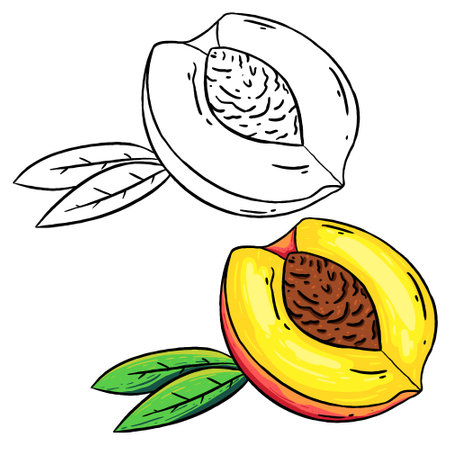Vector illustration of sliced peach and peach leaf. Perfect for practicing coloring, drawing, printing, wallpaper, prints, cards, etc.の写真素材