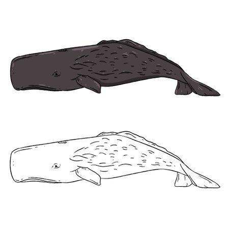 Vector illustration of a Sperm whale, a type of whale. Perfect for learning media, children's book backgrounds, coloring books, etc.の写真素材