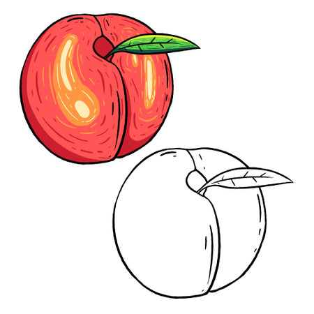 Vector illustration of peaches and outlines. Perfect for practicing coloring, drawing, printing, wallpaper, prints, cards, etc.の写真素材