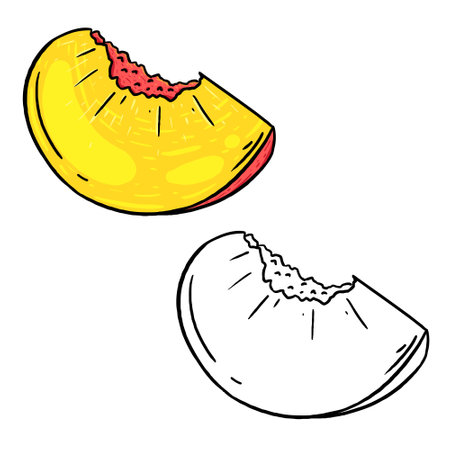 Peach slice fruit vector illustration. Perfect for practicing coloring, drawing, printing, wallpaper, prints, cards, etc.の写真素材