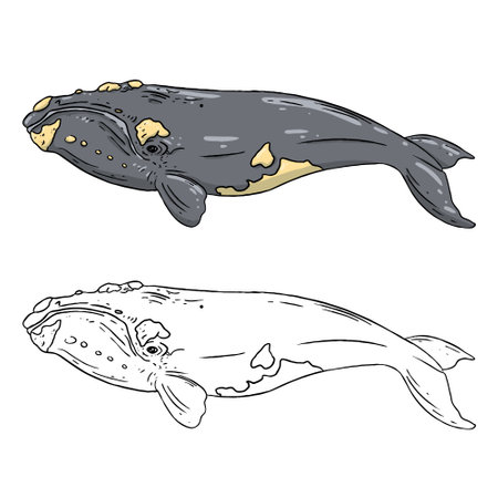 Vector illustration of a right whale, a type of whale. Perfect for learning media, children's book backgrounds, coloring books, etc.の写真素材
