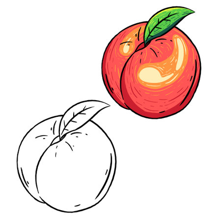 Vector illustration of peaches and outlines. Perfect for practicing coloring, drawing, printing, wallpaper, prints, cards, etc.の写真素材