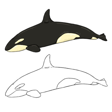 Vector illustration of a orca, a type of whale. Perfect for learning media, children's book backgrounds, coloring books, etc.の写真素材