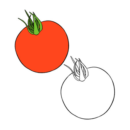 Vegetable Tomato vector. Perfect for practicing coloring, drawing, printing, wallpaper, prints, cards, etc.の写真素材