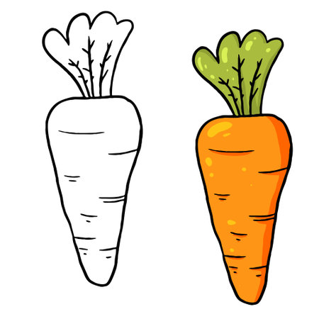 Vector illustration of a carrot with leaves. Perfect for coloring practice, drawing practice, print, wallpaper, packaging paper design, textile, etc.の写真素材