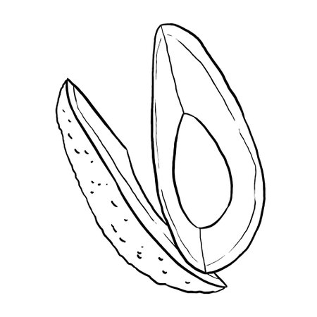 Avocado vector illustration outline. Perfect for practicing coloring, drawing, printing, wallpaper, prints, cards, etc.の写真素材