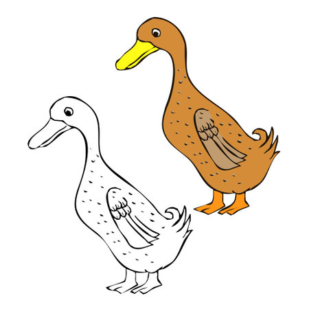 Duck vector illustration. Perfect for art, postcards, cards, wall decor, t-shirts, cards, prints, drawing books, coloring books, wallpaper, prints, cards, ectの写真素材