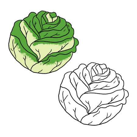 Cabbage vegetable vector illustration. Perfect for art, postcards, cards, wall decor, t-shirts, cards, prints, drawing books, coloring books, wallpaper, prints, cards, ect.の写真素材