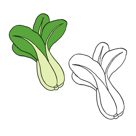 Green bok choy vegetables vector illustration. Perfect for practicing coloring, drawing, printing, wallpaper, prints, cards, etc.の写真素材
