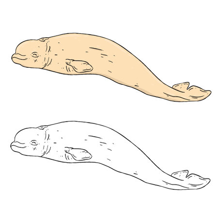 Vector illustration of a beluga, a type of whale. Perfect for learning media, children's book backgrounds, coloring books, etc.の写真素材