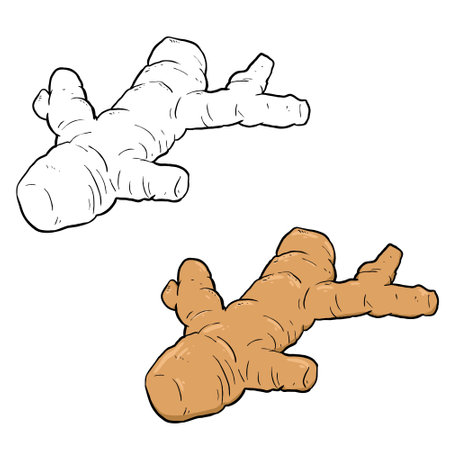 Vector ginger illustration. Perfect for art, postcards, cards, wall decor, t-shirts, cards, prints, drawing books, coloring books, wallpaper, prints, cards, ect.の写真素材