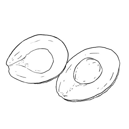 Avocado vector illustration. Perfect for practicing coloring, drawing, printing, wallpaper, prints, cards, etc.の写真素材