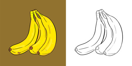 Illustration of a yellow banana. Perfect for art, postcards, cards, wall decor, t-shirts, cards, prints, picture books, coloring books, wallpapers, prints, cards, etc.の写真素材