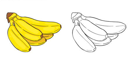 Bananas illustration. Perfect for art, postcards, cards, wall decor, t-shirts, cards, prints, picture books, coloring books, wallpapers, prints, cards, etc.の写真素材