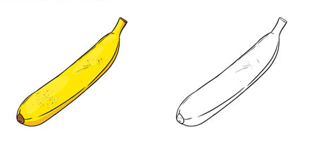 Bananas for coloring practice. Perfect for art, postcards, cards, wall decor, t-shirts, cards, prints, picture books, coloring books, wallpapers, prints, cards, etc.の写真素材