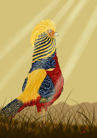 Golden pheasant illustration. Perfect for art, postcards, cards, wall decor, t-shirts, cards, prints, picture books, coloring books, wallpapers, prints, cards, etc.の写真素材